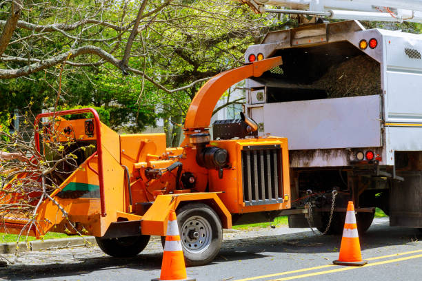 Best Tree Removal  in Ol, LA