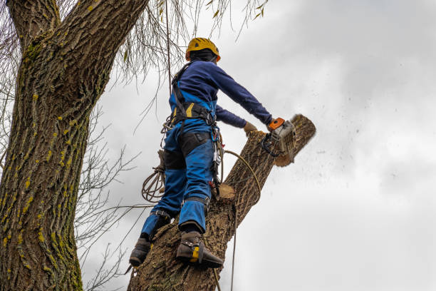 How Our Tree Care Process Works  in  Olla, LA