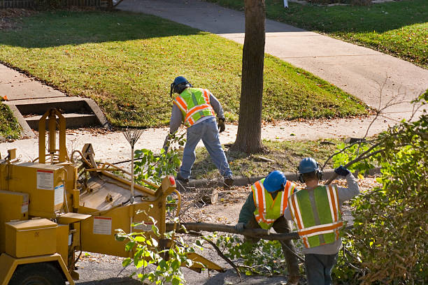 Best Fruit Tree Pruning  in Ol, LA